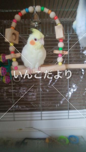迷い鳥の写真