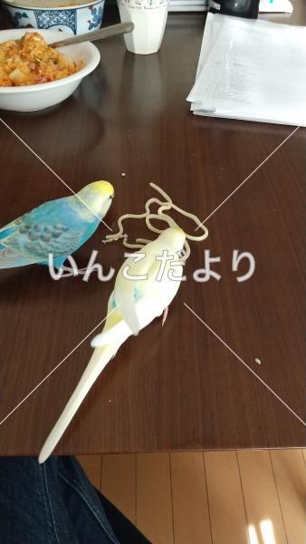 迷い鳥の写真