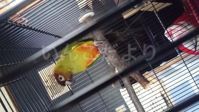 迷い鳥の写真