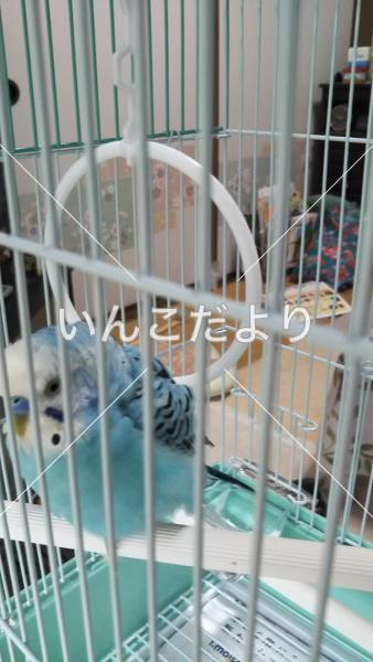 保護鳥の写真
