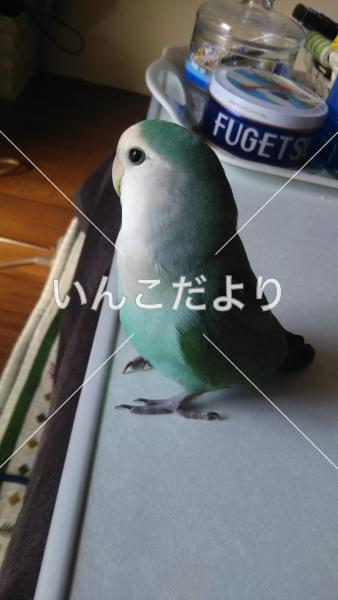 迷い鳥の写真