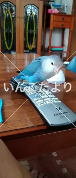 保護鳥の写真