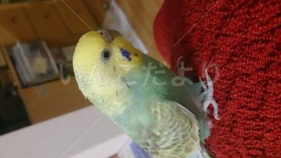 迷い鳥の写真