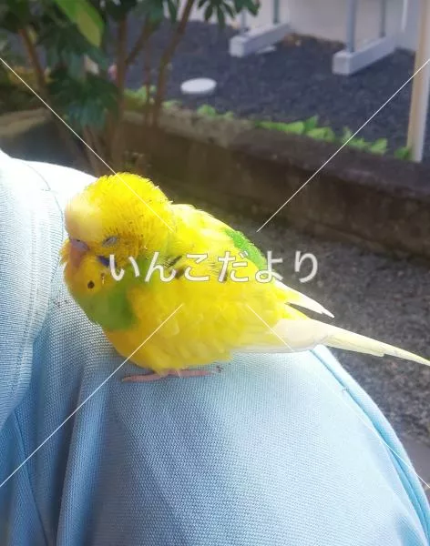 保護鳥の写真