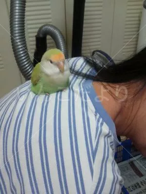 保護鳥の写真
