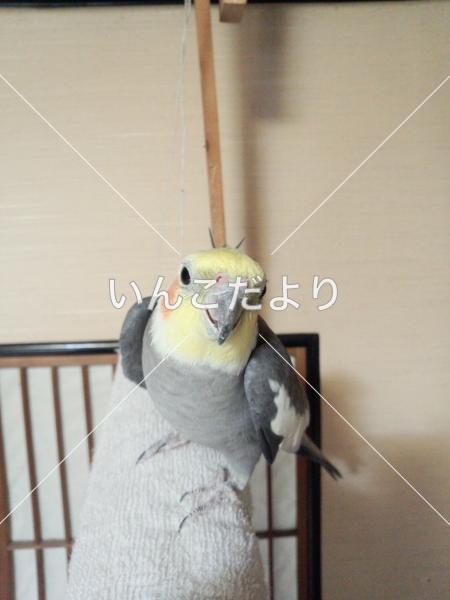迷い鳥の写真