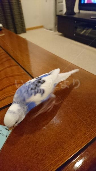 迷い鳥の写真