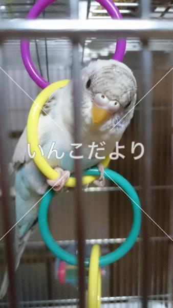 迷い鳥の写真