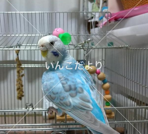 迷い鳥の写真