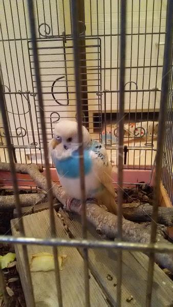 保護鳥の写真