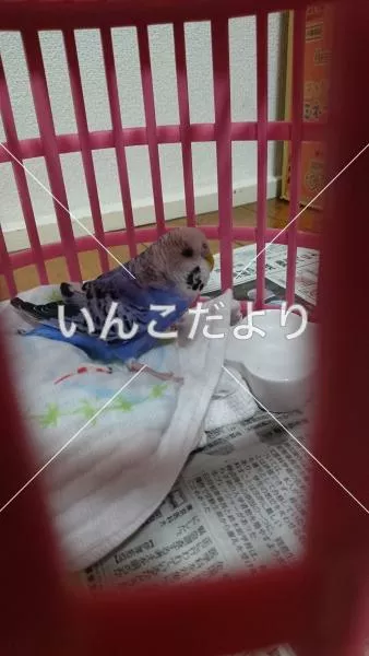 保護鳥の写真