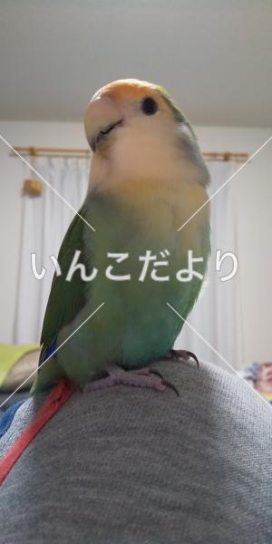 迷い鳥の写真