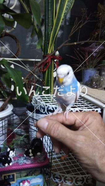 迷い鳥の写真
