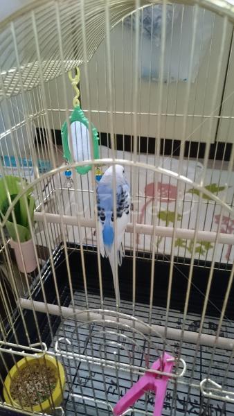 迷い鳥の写真