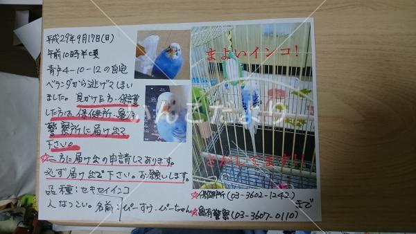 迷い鳥の写真