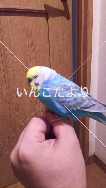保護鳥の写真