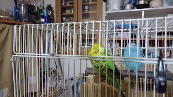 迷い鳥の写真