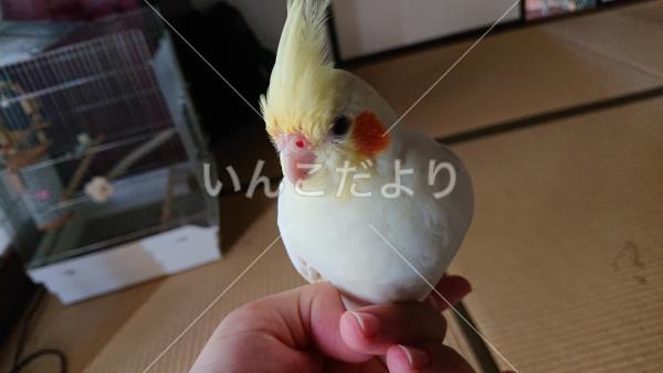 迷い鳥の写真