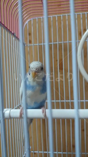 迷い鳥の写真