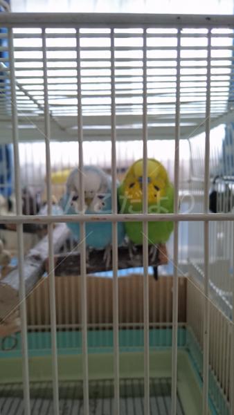 迷い鳥の写真