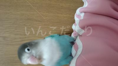 迷い鳥の写真