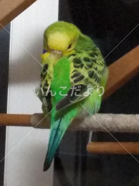 迷い鳥の写真