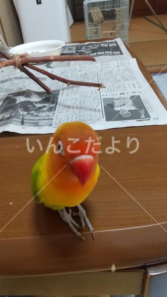 迷い鳥の写真