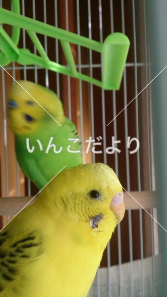 迷い鳥の写真