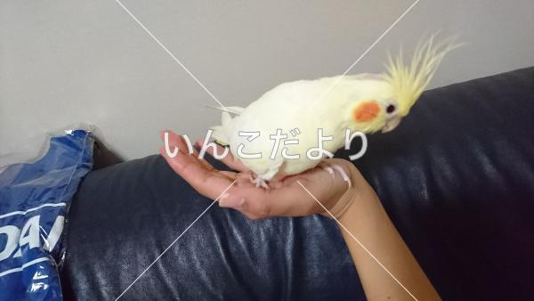 迷い鳥の写真