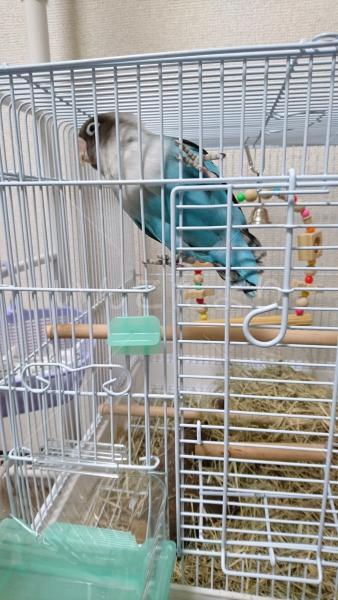 保護鳥の写真