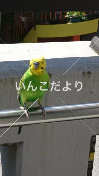 保護鳥の写真