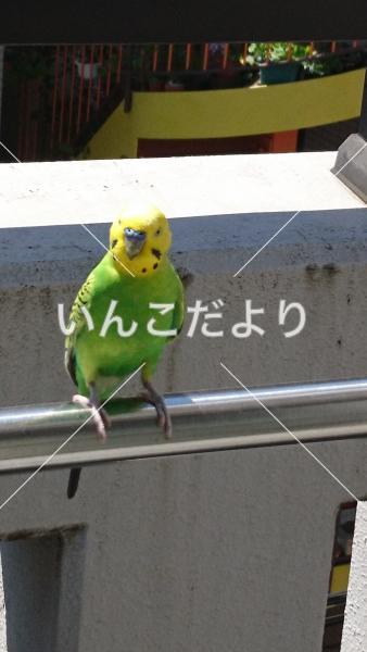 保護鳥の写真