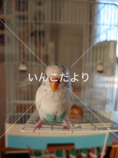 迷い鳥の写真