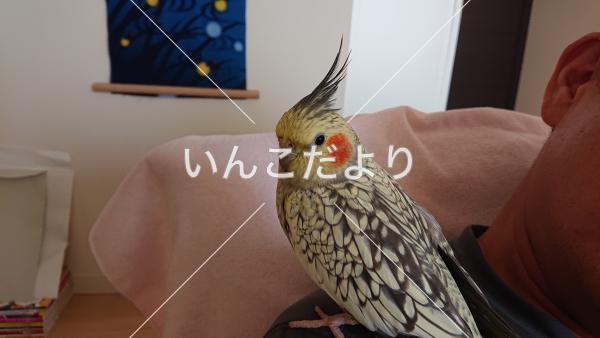 迷い鳥の写真