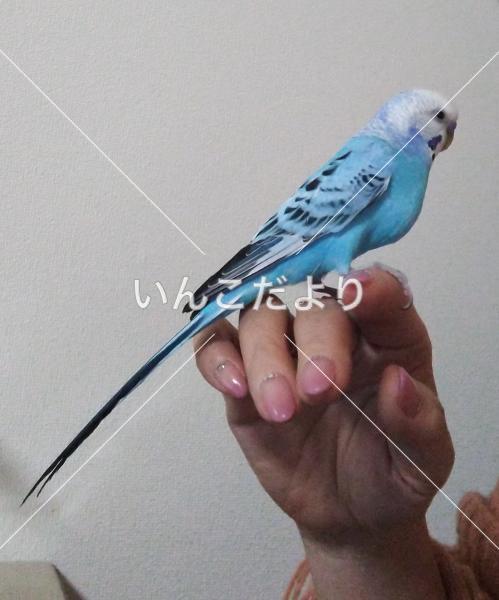 保護鳥の写真