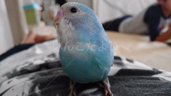 迷い鳥の写真
