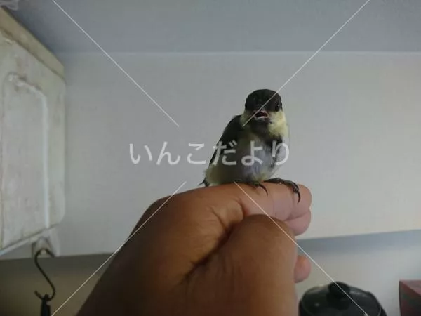 保護鳥の写真