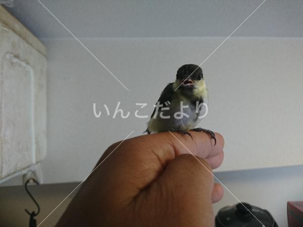 保護鳥の写真