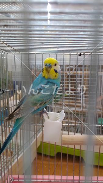 保護鳥の写真