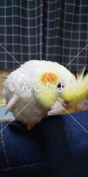 迷い鳥の写真