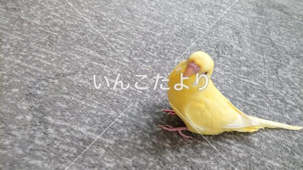 迷い鳥の写真