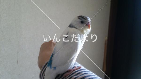 迷い鳥の写真