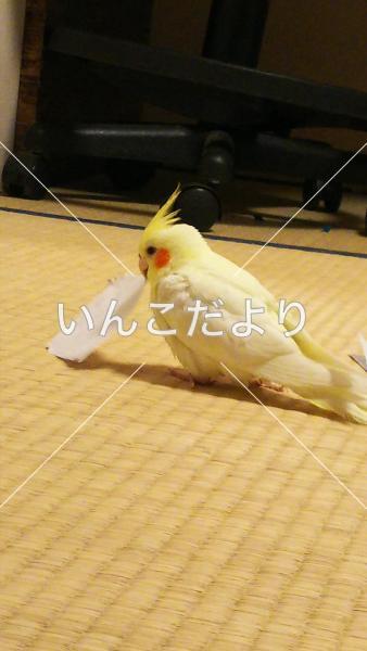 迷い鳥の写真