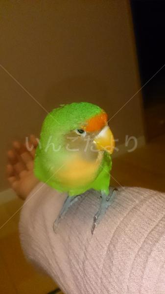 迷い鳥の写真