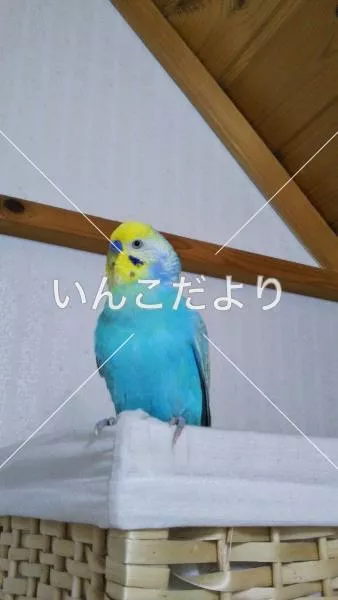 保護鳥の写真