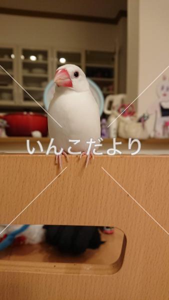 迷い鳥の写真