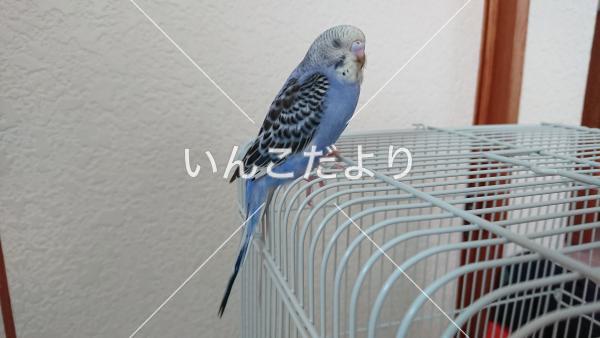 迷い鳥の写真