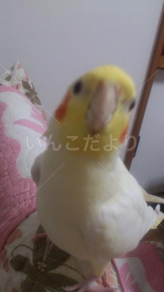 迷い鳥の写真