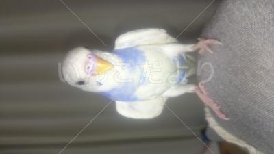 迷い鳥の写真