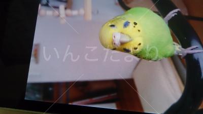 迷い鳥の写真